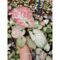 caladium yanzihong for sale